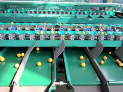 CLASIFICADOR DE LOTES